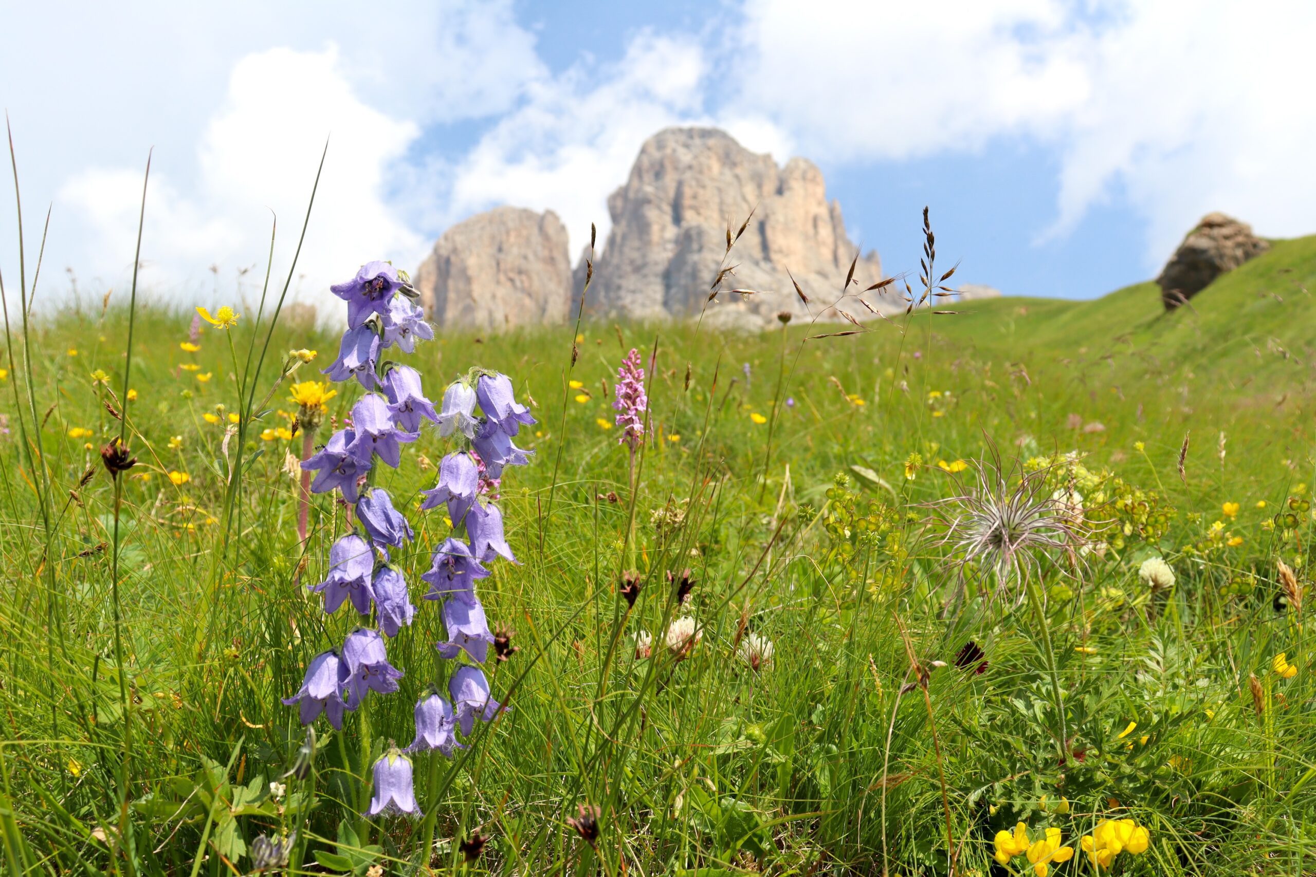 In Search of the Lady Slipper Orchid
