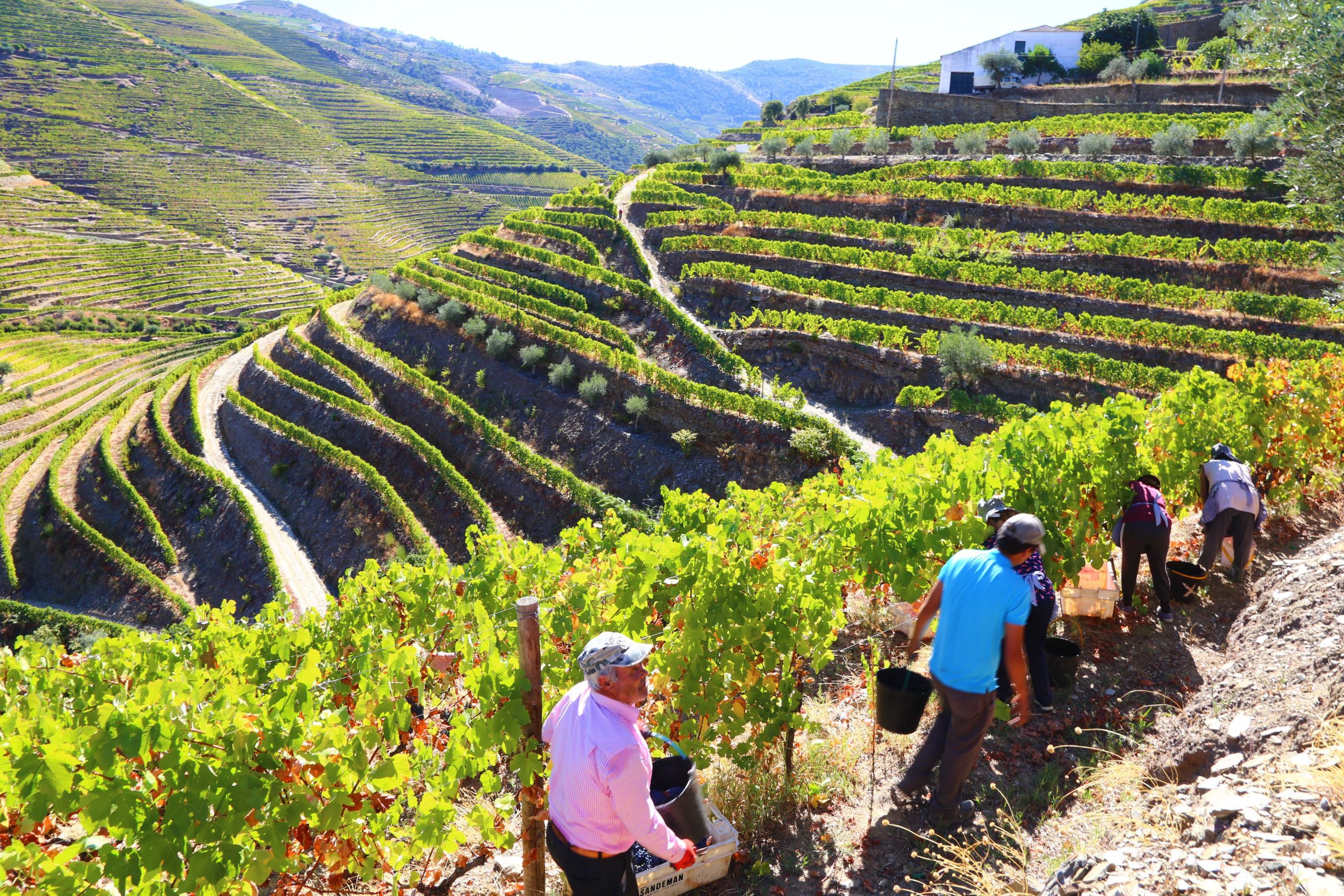 Heart and Soul of Douro (PGW) (31)