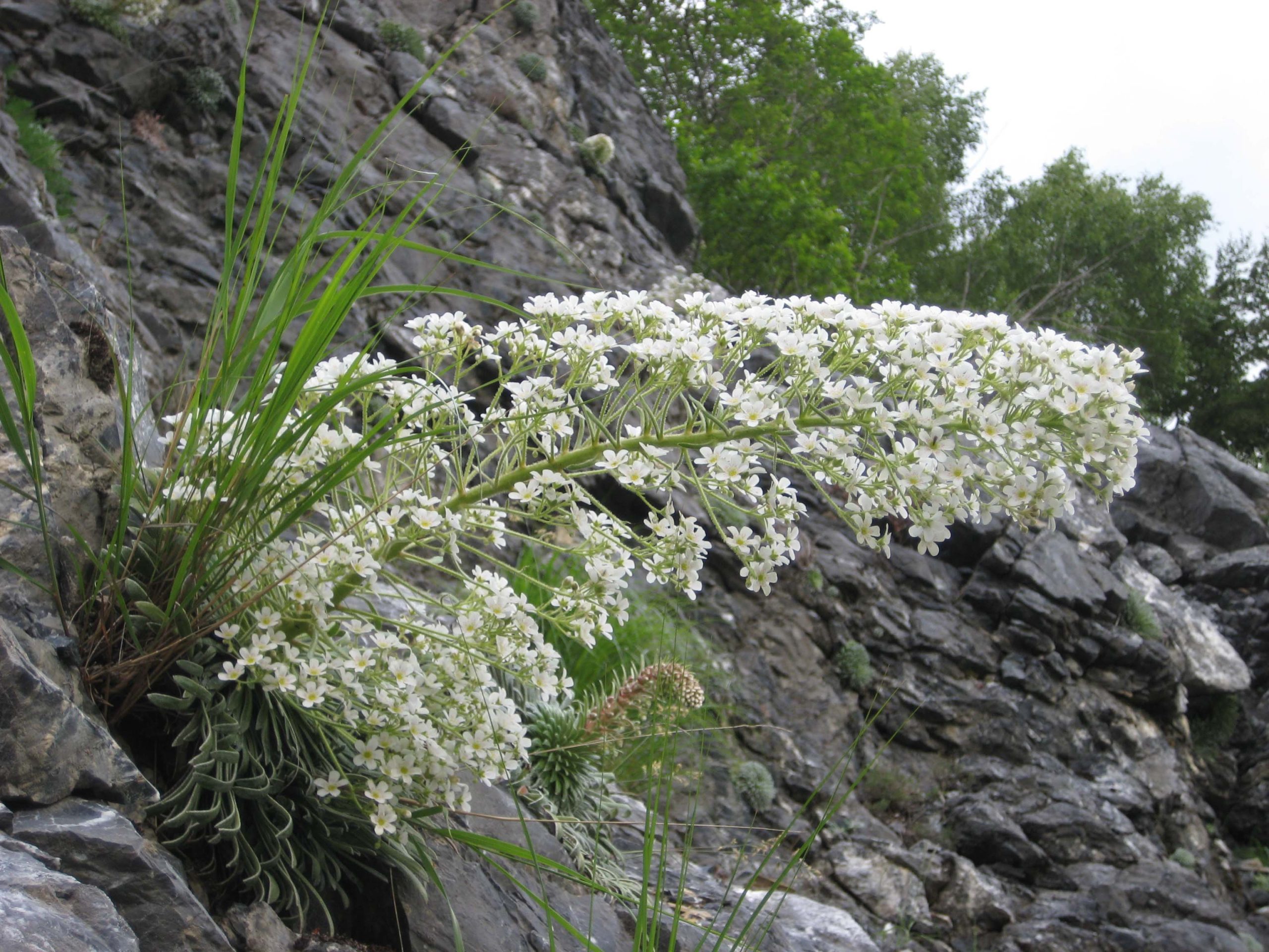 King's crown (Saxifrage longifolia)