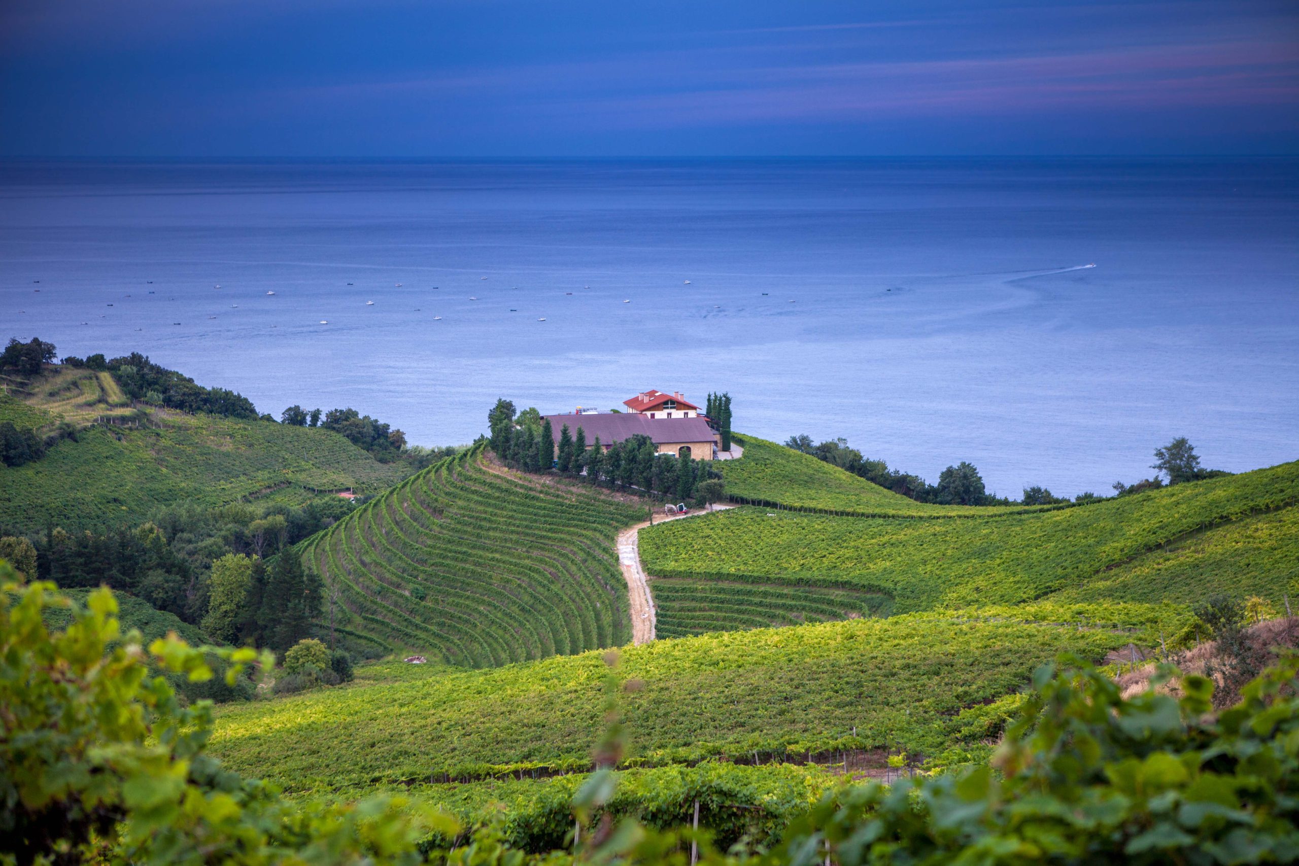The vineyards of  Getaria