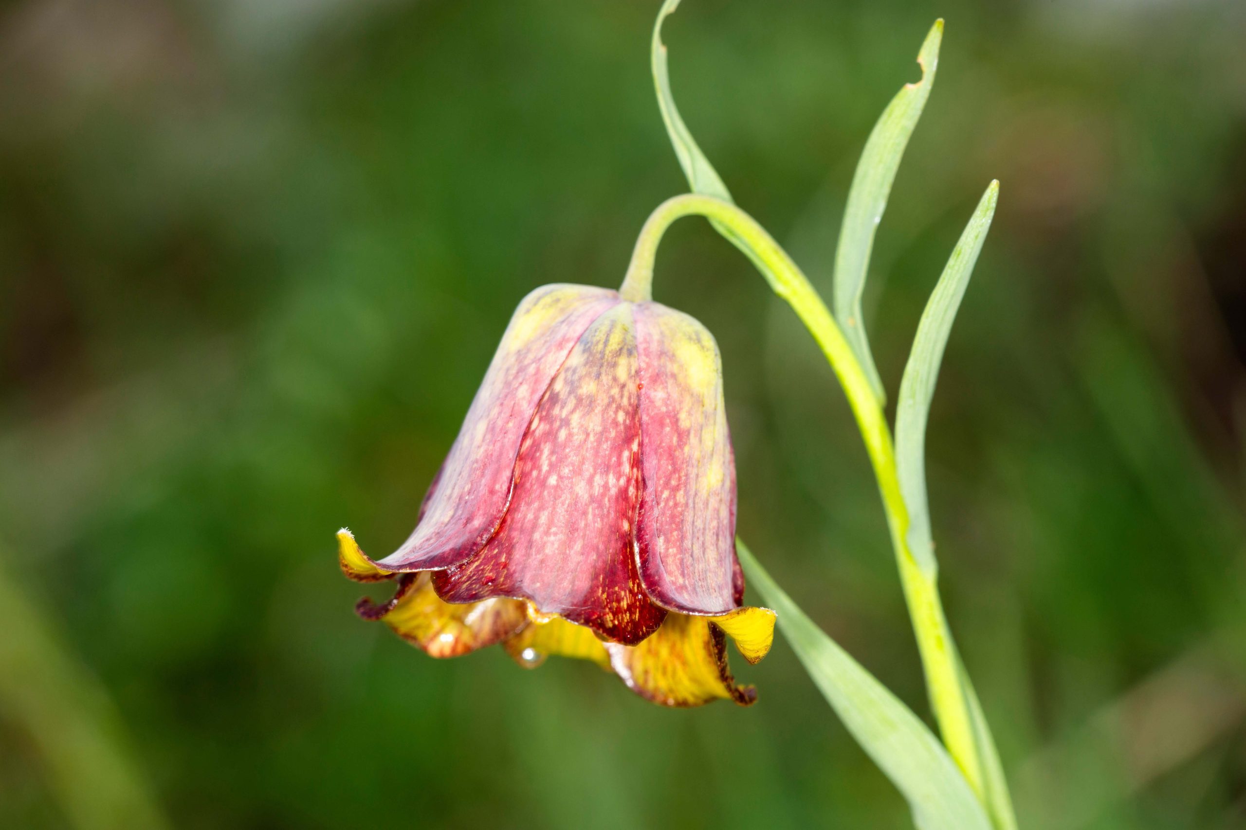 Fritillaira, blooming in spring in the Pyrenees