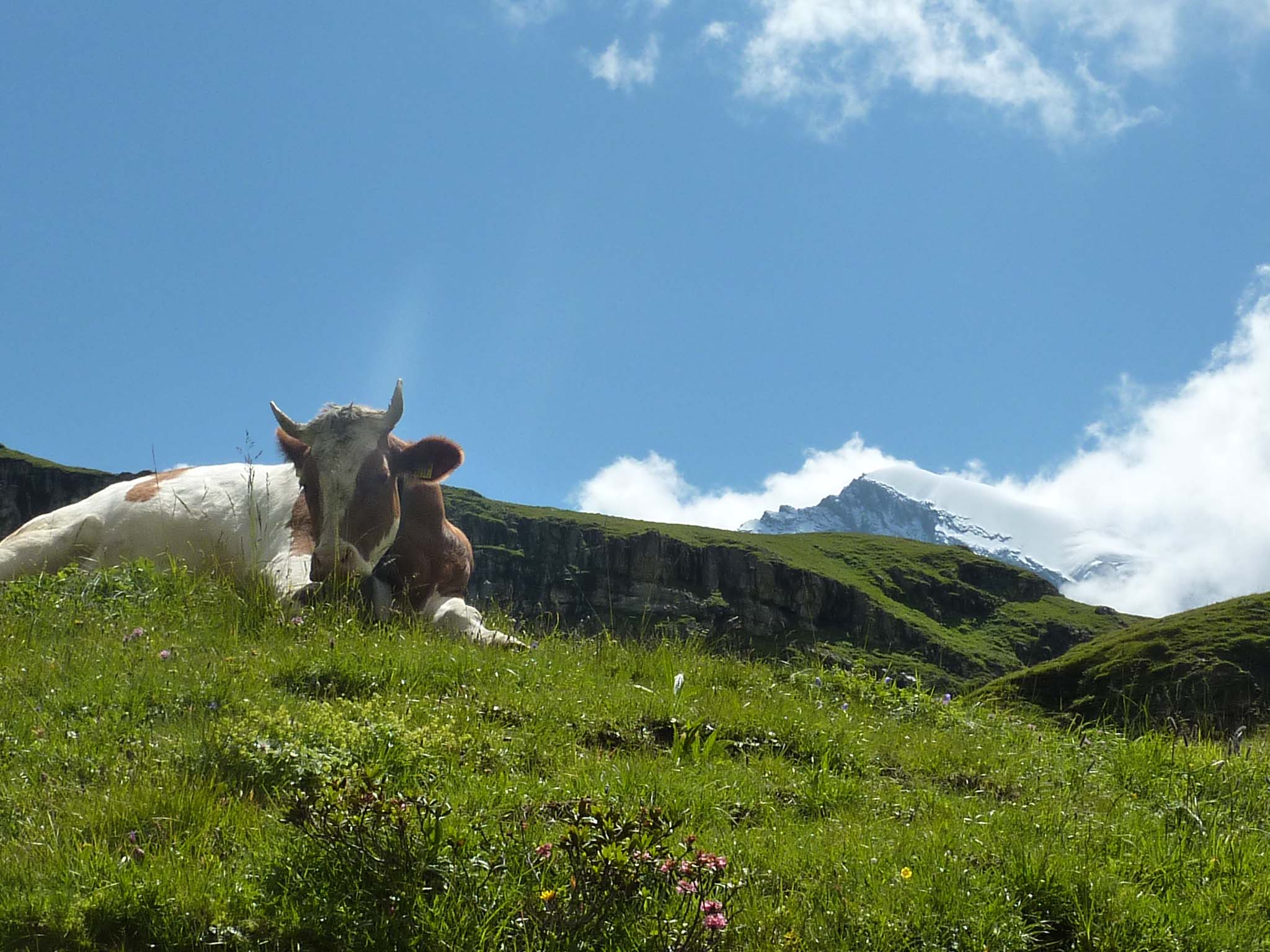 via-alpina-walking-swiss-alps