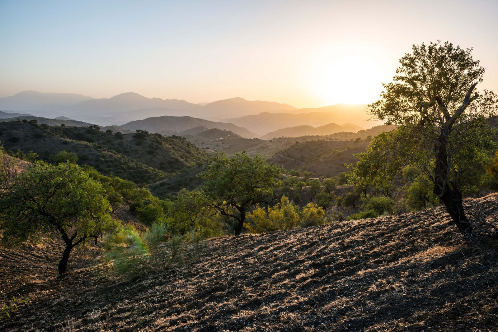 Andalusian landscape at sunset with olive trees in Spain
