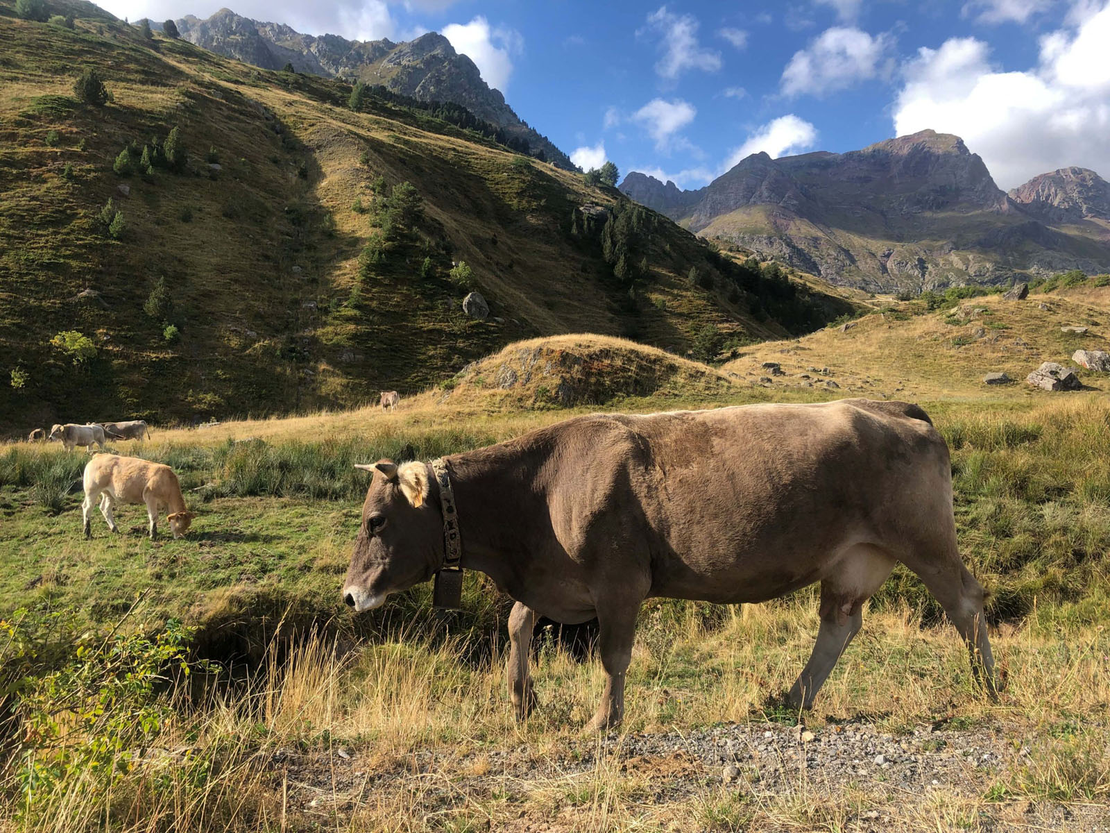 mountain-cow