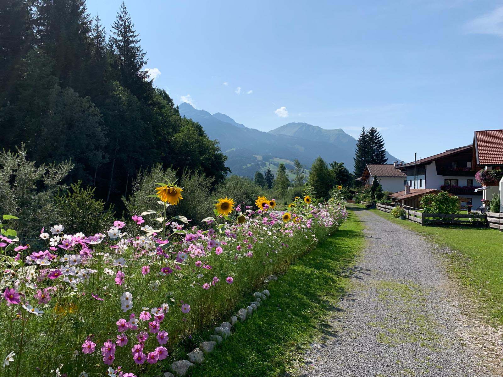 erhwald-austrian-alps