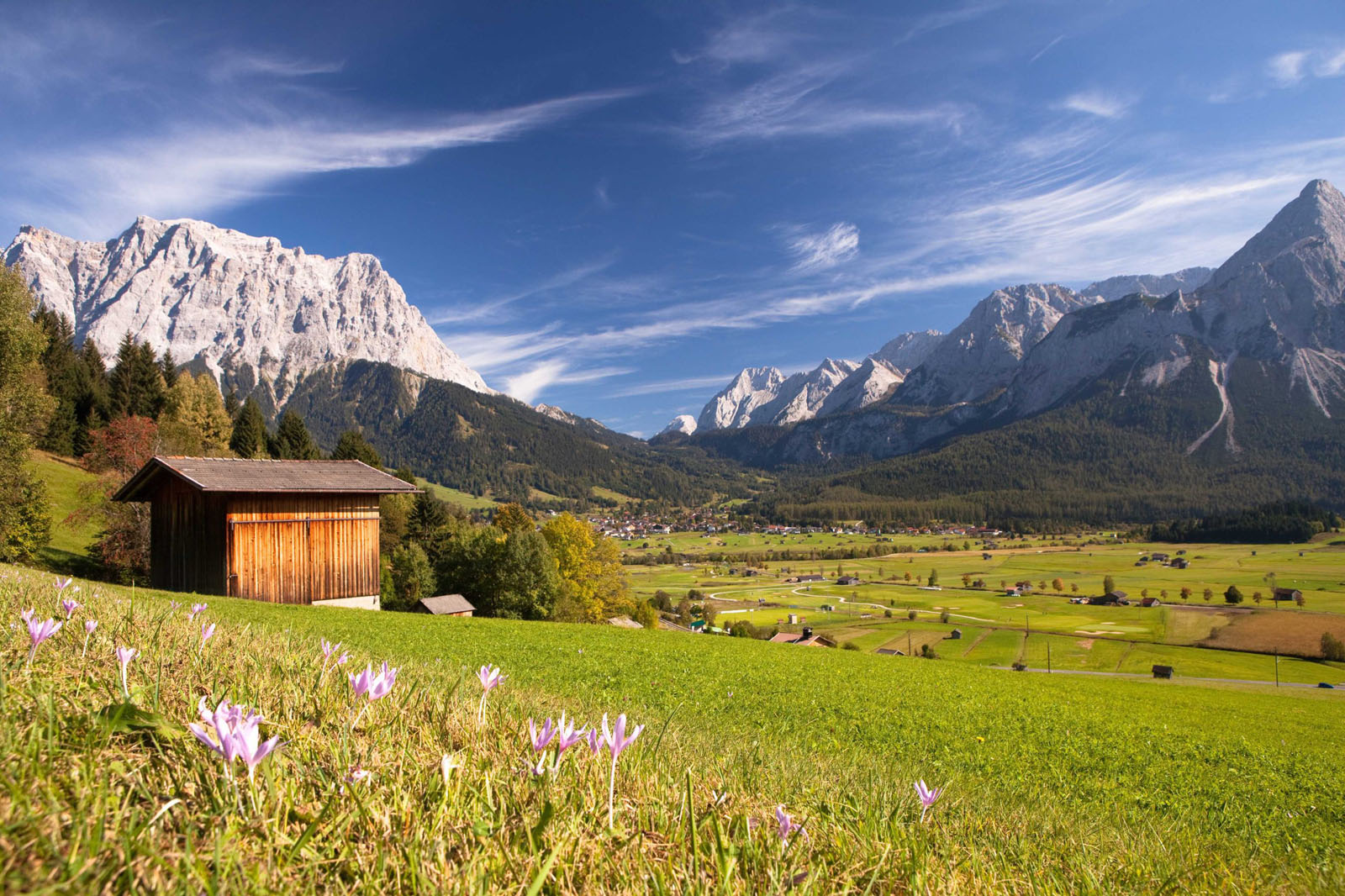 summer meadow near ehrwald