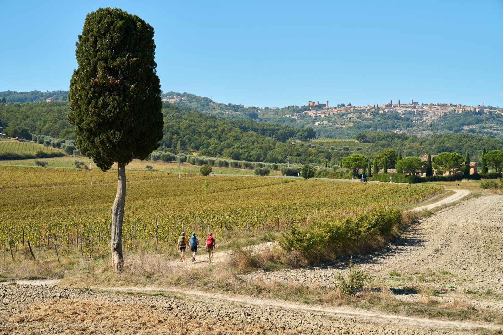tuscany-hillwalking-holidays-montalcino (4)