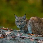 Romania Wildlife_Colletts