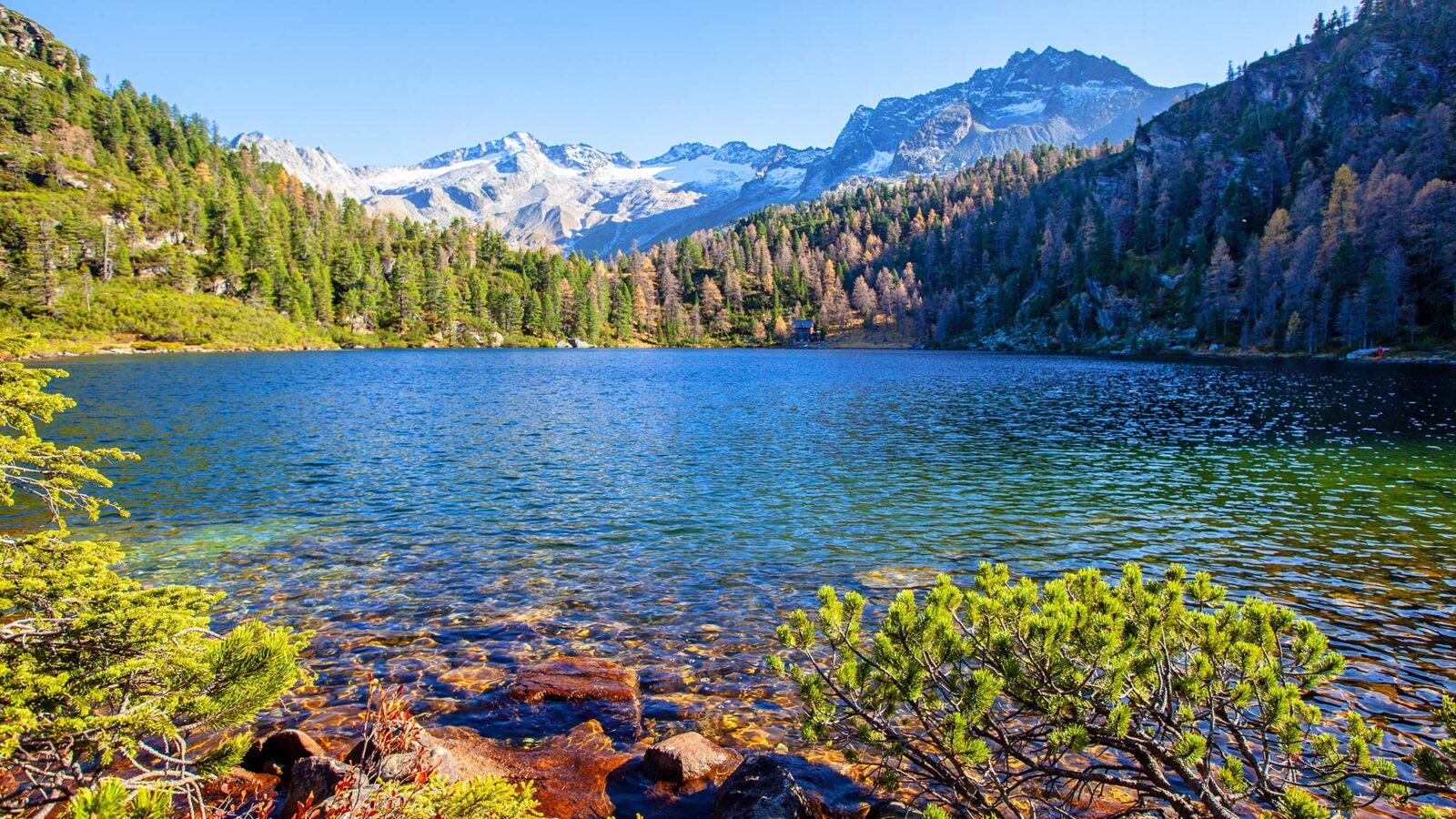 Reedsee